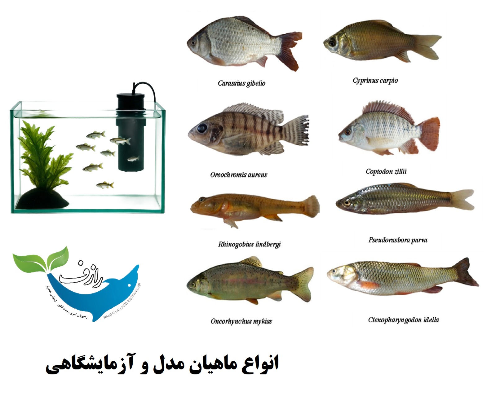 WhatsApp Image 2025-11-13 at 8.05.15 PM انواع ماهیان مدل و آزمایشگاهی - تصویر 1
